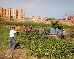 Use water hyacinth for biofertilizer