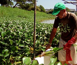 Collecting water hyacinth